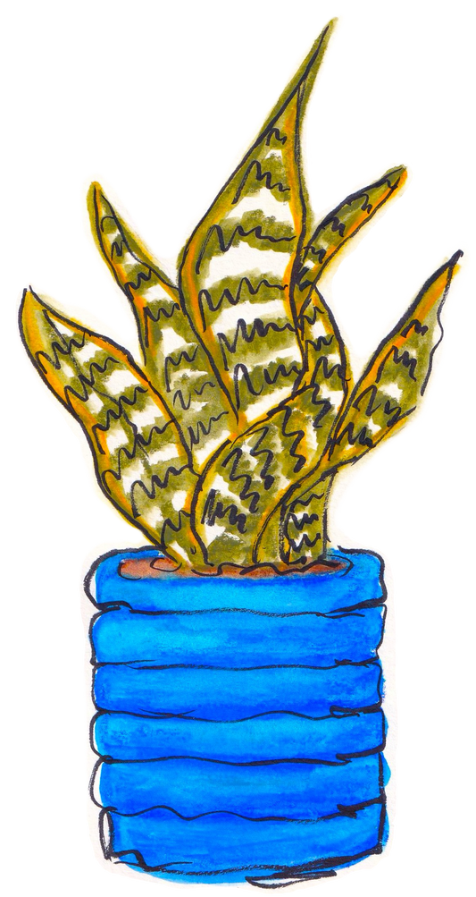 Haworthia Sticker