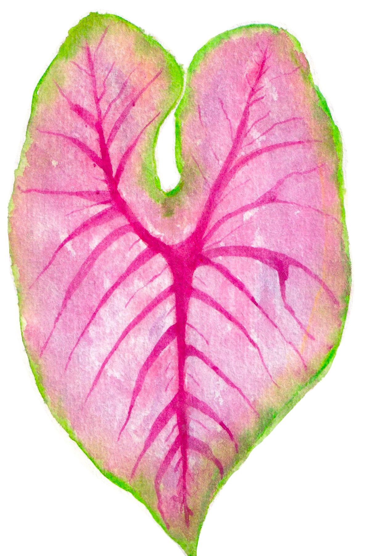 Calandium Sticker