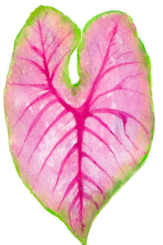 Calandium Sticker